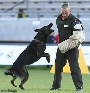 GERMAN SHEPHERD DOG HOUSE PLANS « Floor Plans and Home Building 