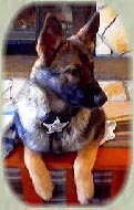 Jita is owned by Officer Mike Kay. She is currently a working service member of his police department.